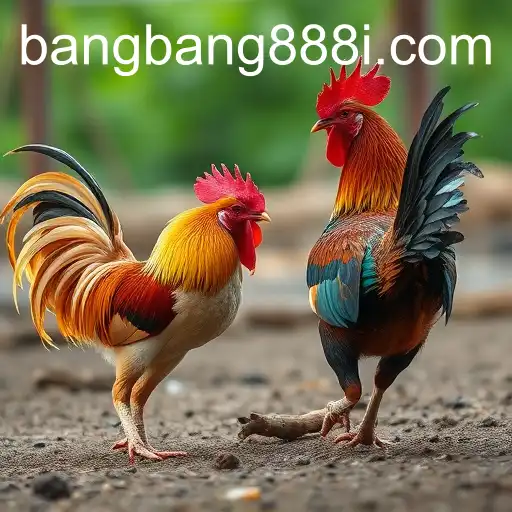 Exploring the World of Cockfighting with Bangbang888